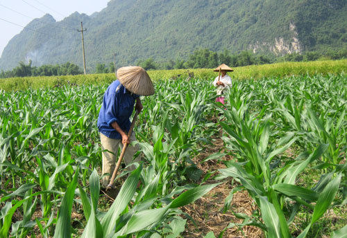 Nông dân trồng ngô đang bị nghèo hóa (Báo NN Việt Nam)