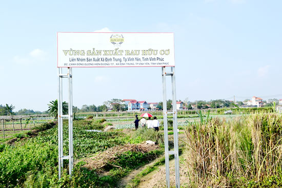 Vùng sản xuất rau hữu cơ tại tỉnh Vĩnh Phúc