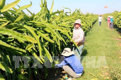Mô hình trồng thanh long trên giàn theo hướng sản xuất nông nghiệp công nghệ cao tại huyện Bắc Bình, tỉnh Bình Thuận. Ảnh: Nguyễn Thanh - TTXVN