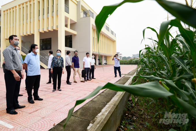 Bộ trưởng Lê Minh Hoan (thứ 2 từ trái qua) thăm các khu vực trồng ngô thực nghiệm của Viện Nghiên cứu Ngô. Ảnh: Tùng Đinh.